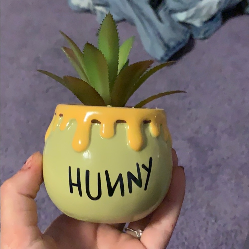 Winnie the Pooh succulent